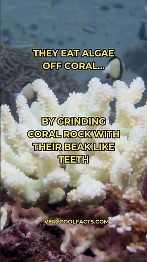 Parrotfish make sand