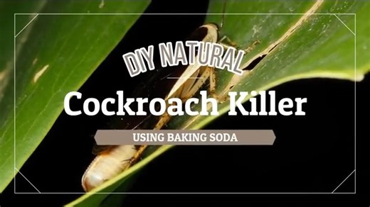 DIY Natural Cockroach Killer using Baking Soda If you have a cockroach problem then this video is going to help you eradiate this problem Just as with human beings and animals, cockroaches only need three things for survival—food, water, and shelter. Conveniently, you supply all of their needs in your home. If you didn't, they'd go elsewhere to live. But this remedy is going to break the cycle. You’ll need to know where the roaches are hiding out, so it’s important to make note of where you’ve s