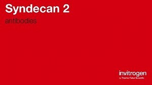 Syndecan 2 antibodies from Thermo Fisher Scientific
