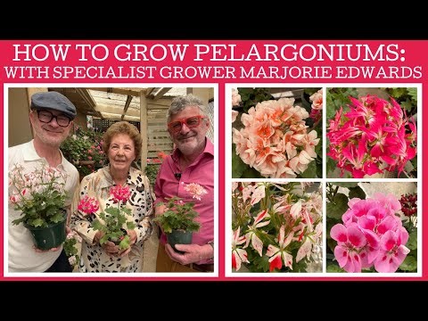 How to grow Pelargoniums with specialist breeder Marjorie Edwards!!