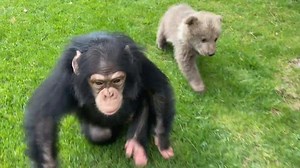 Bear cub and chimpanzee become adorable pals at Turkish zoo