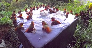 This Is What A Hummingbird Pool Party Looks Like