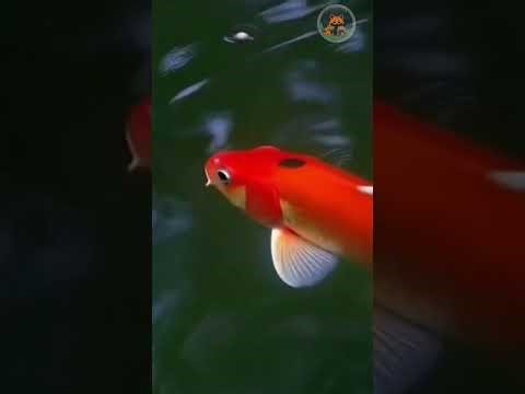 Together Without Dependence 🐸🐟