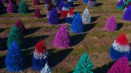 518K views · 3.9K reactions | This Christmas Tree Farm sells rainbow-colored trees in western New Jersey. Choose from more than 5,000 evergreens. Are colorful Christmas trees gaudy or nice? | NJ.com | Facebook