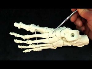 Unlocking the Bones of the Foot: The Foundation of Movement! 👣🦴 #Anatomy