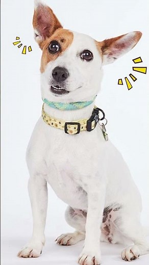 99%的狗狗都會對這個聲音有反應 / Dog Squeaky Toy #shortsyoutube #shorts