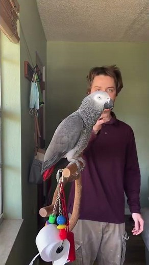 Talking Parrot's Learning Colors 🤯