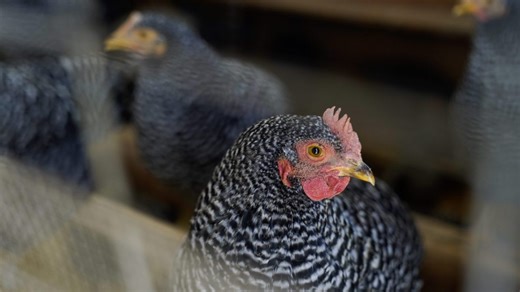 Kansas Department of Agriculture warn poultry owners of bird-flu spread