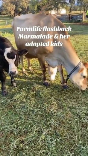 Marmalade and her adopted kids #farmlife #farmlife🚜 #FarmLifeVibes #FarmLifeFun #farmlifebestlife #farmlifebestlife🚜 #farmlifeisthebestlife #farmlifeisthebestlife❤️ #farmlife #farmlife❤️ | O'Neills On the Run