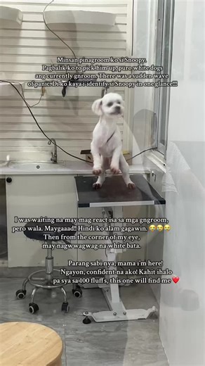 Summer Haircut Adventures with My Dog