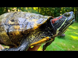 The Red Eared Slider; The BEST Pet Turtle??