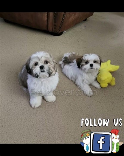 Milo the Shih Tzu Puppy – Registered Little Gentleman Ready for His Forever Home