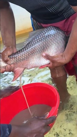 Fish breeding and conservation methods🔥🐠‪@AdiFishman‬ ‪@RAWWFishing‬#fish#shorts‪@CatchFish66‬