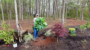 10K views · 456 reactions | Looking to create a stunning shade garden...