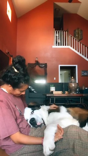 Do Dogs Like Being Hugged? Exploring Canine Affection