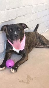 5.4K views · 264 reactions | Critter Getter! Bailey would love to...