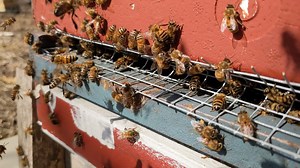 13K views · 979 reactions | See what is BUZZIN' in our apiaries! Check out this video of our bees on a warm day last week.  | Betterbee | Facebook