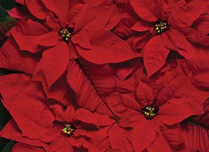 Can Poinsettia Plants Cause a Latex Allergy Reaction? - Allergy & Asthma Network