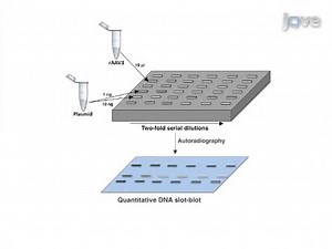 High-Efficiency Transduction of Liver Cancer Cells by Recombinant Adeno-Associated Virus Serotype 3 Vectors