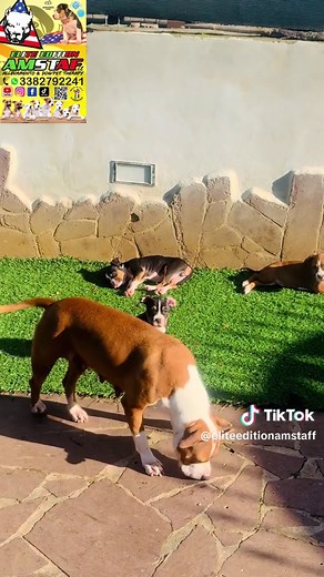 AMSTAFF🤍💙 American Staffordshire Terrier 💥💥DISPONIBILI 🐶 CUCCIOLI di Amstaff dell’ Allevamento Elite Edition Amstaf riconosciuto ENCI-FCI 💥I nostri DIAMANTI 💥🔝💣🔝💣🔝🇮🇹Made in ITALY 🇮🇹 www.eliteeditionamstaf.it La nostra pagina YouTube iscrivetevi https://youtube.com/channel/UC0cZoOtq0Nvlyo3EFn0w2Mg https://vm.tiktok.com/ZMdKo3PUp/ https://www.instagram.com/eliteeditionamstaf/ L’ORO della SARDEGNA💥🔝💥 iscrivetevi nel gruppo più seguito in terra Sarda Amstaf Sardegna 💙💙💙💙💙DISP