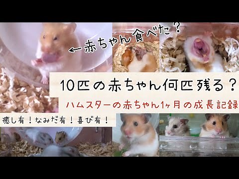 ハムスターの赤ちゃん1ヶ月の成長記録｜ひなちゃん子育て！【ハムスター動画】【ハムスター】【癒し】