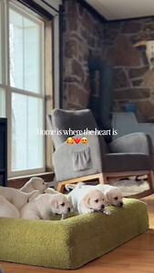 • • Our normal is our favorite💌 • • • • • #englishlabrador #puppy #labrador #englishlab #labbreeder | Hickory Bluff Labradors LLC