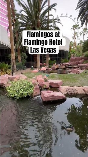 Flamingos at Flamingo Hotel Las Vegas. #lasvegas