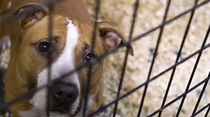 397K views · 728 reactions | When lives are on the line, every second and every gift counts. Through monthly donations, ASPCA Guardians help us respond at a moment’s notice to rescue animals from danger and cruelty. Your monthly gift can mean the difference between life and death for helpless animals. | ASPCA | Facebook