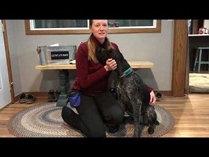 Force Fetch Tutorial for JGHV Dog Owners - Day 2 with Deutsch Drahthaar