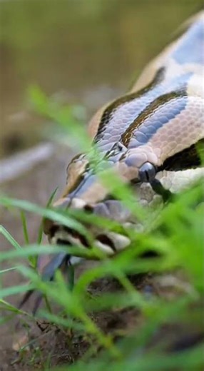 Barbie Python snake #shortvideo #reels #snakelovers #viralvideo