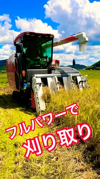 再生二期作用の田んぼを刈り取り‼️ #kubota #harvester #harvesters #コンバイン #combine #農業 #農家 #割倒#割稲