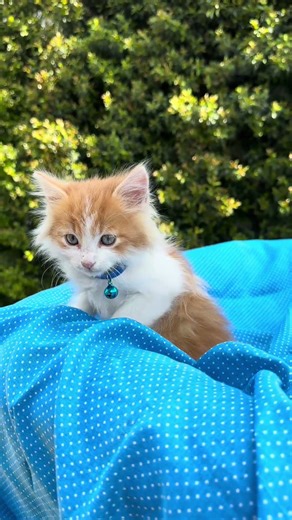 Angora mix en venta Ecuador 🇪🇨🐶 Quito, Guayaquil, Machala, Manta, Salinas ✈️🚚 Super Pet