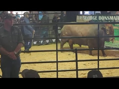 R4,400,000 BONSMARA BULL | SOUTH AFRICA SALE