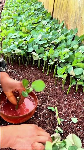 Full Process of Rose Propagation: Easy for Beginners!