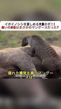 A massive tick infestation plagues warthogs! The unexpected savior turns out to be the mongoose? ...
