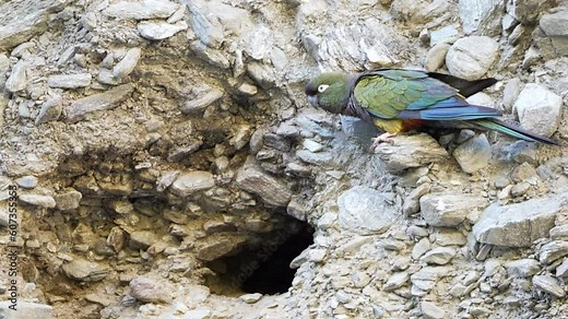 Zoom in view of a burrowing parrot, Cyanoliseus patagonus, taking off near a nest entrance on a cliff. Argentina. 4k.