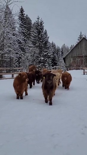 Cozy Scottish Highland Cattle Braving Snow | Beautiful Fur Coats