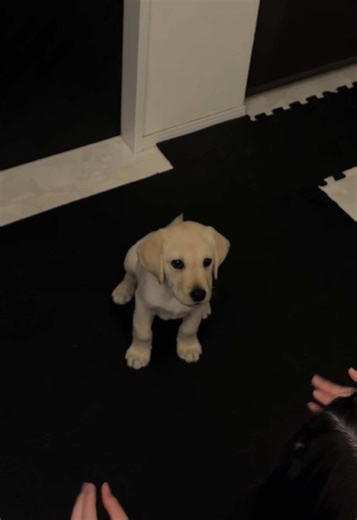 Training Your Labrador to Sit