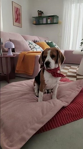 Tuto gratuit pour nos compagnons à 4 pattes : le coussin pour chien 🐶🐾