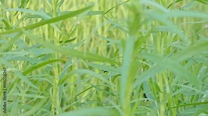 Red-black jumping insect Froghopper (Cercopis Vulnerata) on an tarragon plant. Garden pest Leafhopper on green herbs close-up sucking plant juices, secreting, moves, jumps