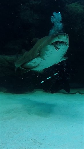 Have you ever seen a shark feeding? 🦈 Every Saturday at 12h00, watch as our expert Aquarists feed the incredible ragged-tooth sharks at the Save Our Seas Foundation Shark Exhibit. Get up close to these fascinating creatures and learn about their behaviour, feeding habits, and the important role they play in our oceans. 🌊 Check out our recent blog where we talk about Gen, the ragged-tooth shark's release: https://bit.ly/4c8P24P #SharkFeeding #TwoOceansAquarium #MarineLife #SaveOurSeas | Two Oce