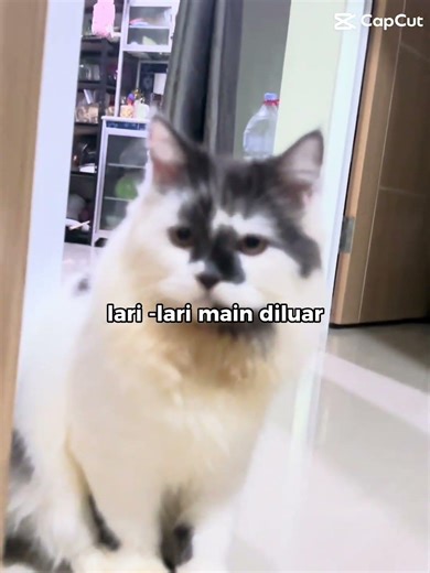 ISI HATI ANABUL 🐈😁#kucinganggoralucudanimut #persiancat #kucingpintar #catsoftiktok #kitten #cat