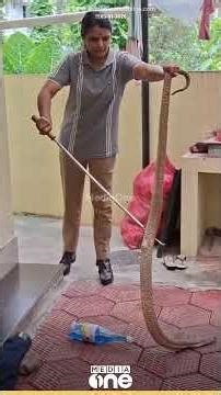 അടുക്കളയിൽ മൂർഖൻ; തിരുവനന്തപുരം ശ്രീകൃഷ്ണപുരത്തെ വീട്ടിൽ നിന്ന് പാമ്പിനെ പിടികൂടുന്ന ദൃശ്യങ്ങൾ