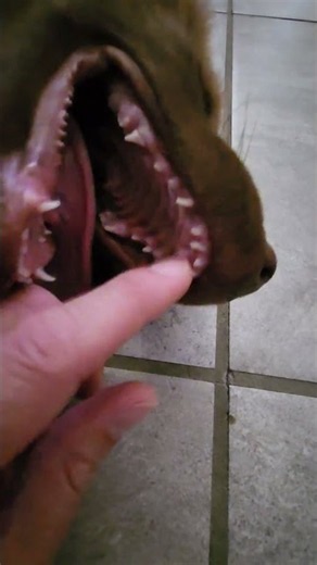 The Loose Tooth