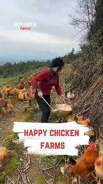My small poultry farming project at home (real experience)
