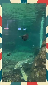 213K views · 4.4K reactions | American paddlefish | T.T.P-Animals | Facebook