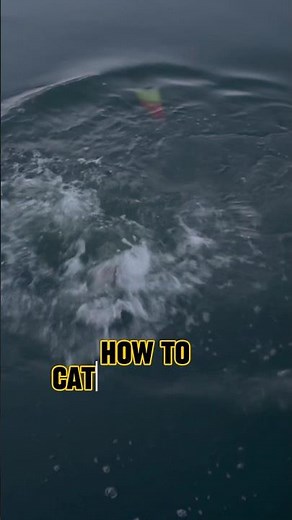 How To Catch Channel CATFISH NOW! 🎣 #shorts #fishing #catfish #catfishing