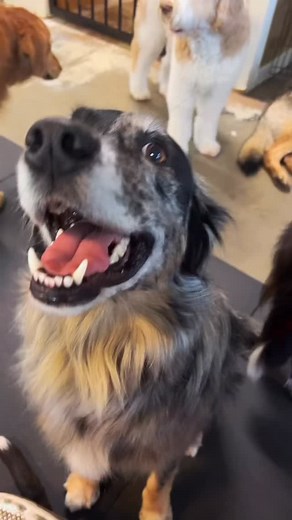 11 reactions | ✨This is love: wet noses, happy wiggles, and endless cuddles ✨ | Fun 4 All Pet Resort | Facebook