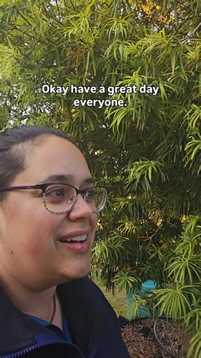 Just a quick walk through the yellowwood block, with a few comments from Kalika. 🍃🌳🍃🌳 Do you have any tips on Yellowwood trees? Share in the comments. #treessouthafrica #bigtrees #stellenbosch #treesforsale #yellowwood | Trees South Africa