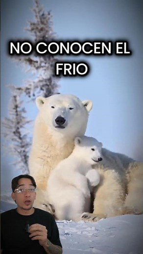 You had to know that polar bears DO NOT feel the cold! #animals